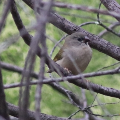 Neochmia temporalis (Red-browed Finch) at Goulburn, NSW - 2 Feb 2022 by Rixon