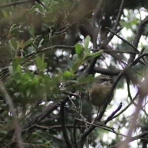 Sericornis frontalis at Goulburn, NSW - 2 Feb 2022