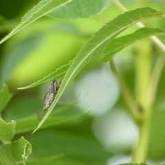 Yoyetta celis (Silver Princess Cicada) at McKellar, ACT - 6 Jan 2022 by Birdy