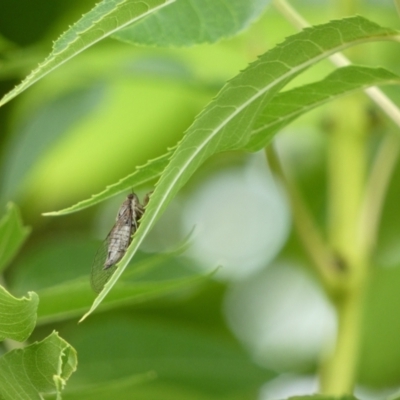 Yoyetta celis (Silver Princess Cicada) at McKellar, ACT - 6 Jan 2022 by Birdy