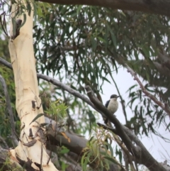 Cracticus torquatus (Grey Butcherbird) at Goulburn, NSW - 2 Feb 2022 by Rixon