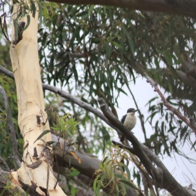 Cracticus torquatus (Grey Butcherbird) at Goulburn, NSW - 2 Feb 2022 by Rixon