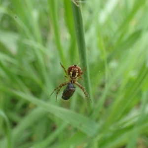 Gea theridioides at Murrumbateman, NSW - 30 Jan 2022