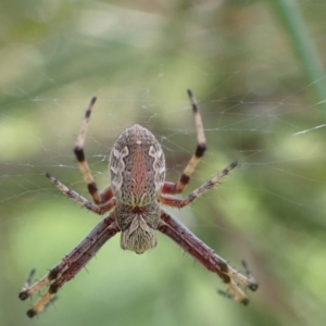 Salsa fuliginata at Murrumbateman, NSW - 31 Jan 2022