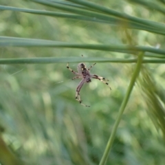 Salsa fuliginata at Murrumbateman, NSW - 31 Jan 2022