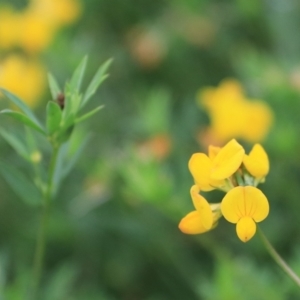 Lotus corniculatus at Goulburn, NSW - 2 Feb 2022