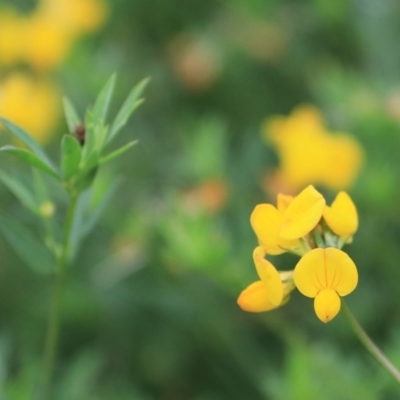 Lotus corniculatus (Birds-Foot Trefoil) at Goulburn, NSW - 2 Feb 2022 by Rixon