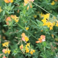 Lotus corniculatus at Goulburn, NSW - 2 Feb 2022 11:44 AM