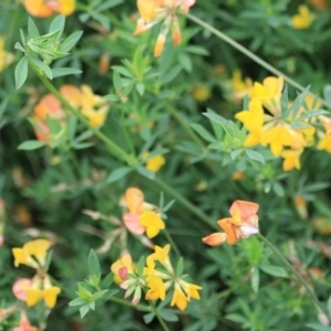 Lotus corniculatus at Goulburn, NSW - 2 Feb 2022