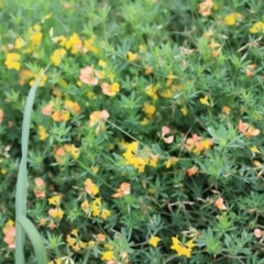 Lotus corniculatus at Goulburn, NSW - 2 Feb 2022 11:44 AM