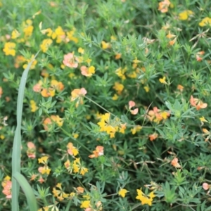 Lotus corniculatus at Goulburn, NSW - 2 Feb 2022