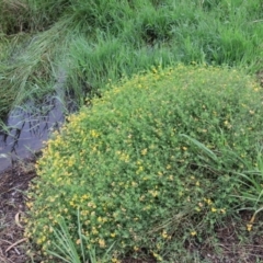 Lotus corniculatus at Goulburn, NSW - 2 Feb 2022 11:44 AM