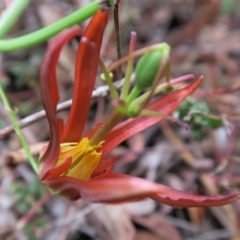 Passiflora cinnabarina (Red Passionflower) at Acton, ACT - 1 Feb 2022 by RobG1