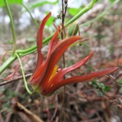 Passiflora cinnabarina at Acton, ACT - 1 Feb 2022 01:22 PM