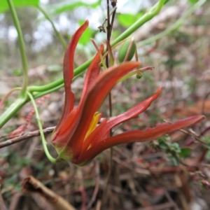 Passiflora cinnabarina at Acton, ACT - 1 Feb 2022 01:22 PM