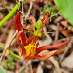 Passiflora cinnabarina at Acton, ACT - 1 Feb 2022 01:22 PM