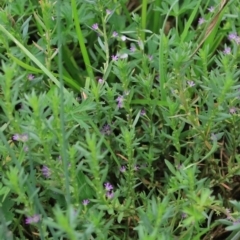 Lythrum hyssopifolia (Small Loosestrife) at Goulburn, NSW - 2 Feb 2022 by Rixon