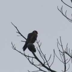 Falco longipennis (Australian Hobby) at Goulburn, NSW - 2 Feb 2022 by Rixon