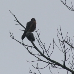 Falco longipennis at Goulburn, NSW - 2 Feb 2022 09:25 AM