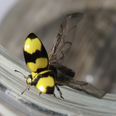 Illeis galbula (Fungus-eating Ladybird) at Narrabundah, ACT - 13 Apr 2021 by RobParnell