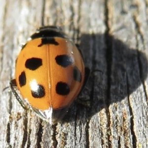 Hippodamia variegata at Narrabundah, ACT - 13 Apr 2021