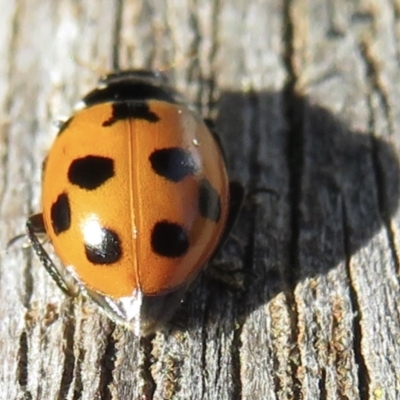 Hippodamia variegata (Spotted Amber Ladybird) at Narrabundah, ACT - 13 Apr 2021 by RobParnell