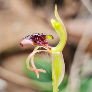 Chiloglottis reflexa at Acton, ACT - 1 Feb 2022