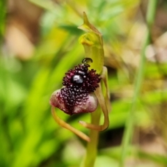 Chiloglottis reflexa at Acton, ACT - 1 Feb 2022