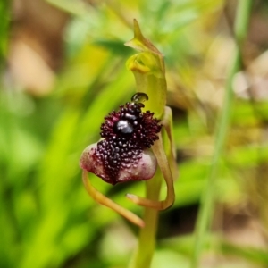 Chiloglottis reflexa at Acton, ACT - 1 Feb 2022