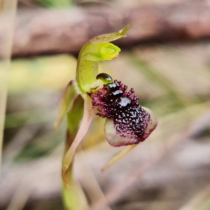 Chiloglottis reflexa at Acton, ACT - 1 Feb 2022