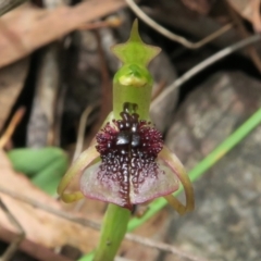 Chiloglottis reflexa at Acton, ACT - 1 Feb 2022