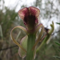 Chiloglottis reflexa at Acton, ACT - 1 Feb 2022