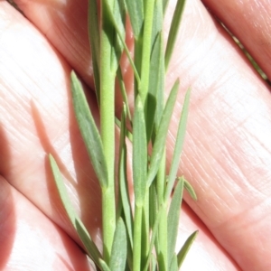 Linum marginale at Cotter River, ACT - 20 Jan 2022