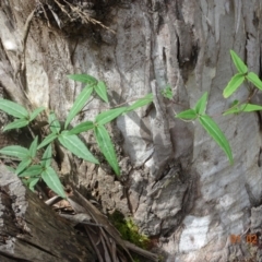 Clematis aristata (Mountain Clematis) at Uriarra, NSW - 1 Feb 2022 by GirtsO