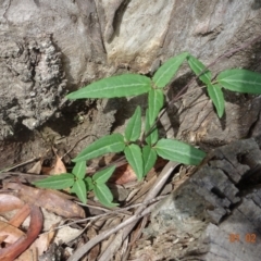 Clematis aristata at Uriarra, NSW - 1 Feb 2022