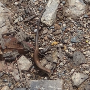 Lampropholis delicata at Uriarra, NSW - 1 Feb 2022 11:05 AM