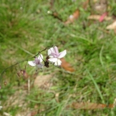 Arthropodium milleflorum (Vanilla Lily) at Uriarra, NSW - 1 Feb 2022 by GirtsO