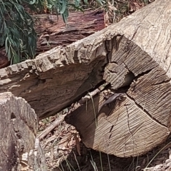 Unverified Skink at Cotter River, ACT - 1 Feb 2022 by GirtsO