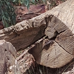 Unidentified Skink at Cotter River, ACT - 1 Feb 2022 by GirtsO