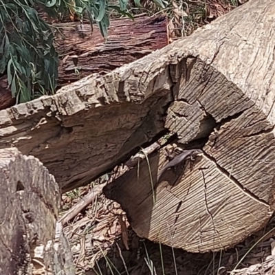 Unidentified Skink at Cotter River, ACT - 1 Feb 2022 by GirtsO