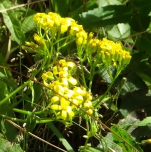 Senecio linearifolius at Cotter River, ACT - 1 Feb 2022