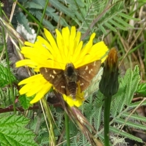 Pasma tasmanica at Uriarra, NSW - 1 Feb 2022