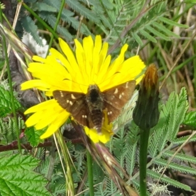 Pasma tasmanica (Two-spotted Grass-skipper) at Uriarra, NSW - 1 Feb 2022 by GirtsO