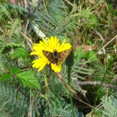 Pasma tasmanica at Uriarra, NSW - 1 Feb 2022