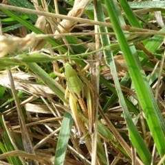 Praxibulus sp. (genus) (A grasshopper) at Uriarra, NSW - 31 Jan 2022 by GirtsO