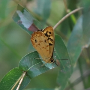 Heteronympha paradelpha at Cook, ACT - 1 Feb 2022 01:54 PM