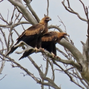 Aquila audax at Paddys River, ACT - 1 Feb 2022 03:23 PM