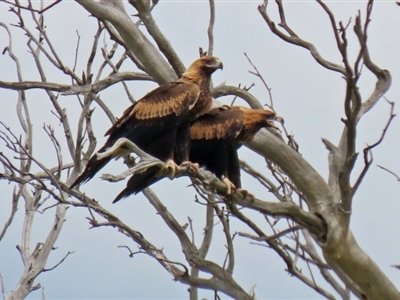 Aquila audax (Wedge-tailed Eagle) at Paddys River, ACT - 1 Feb 2022 by RodDeb