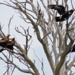 Aquila audax at Paddys River, ACT - 1 Feb 2022 03:23 PM