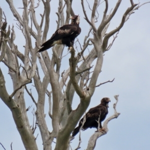 Aquila audax at Paddys River, ACT - 1 Feb 2022 03:23 PM